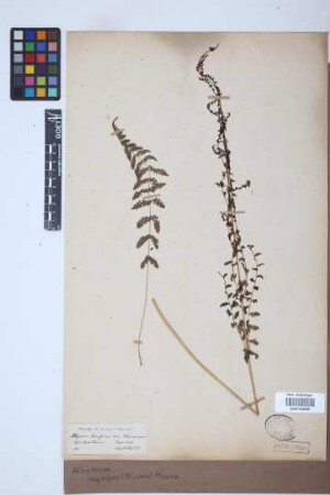Athyrium nigripes (Blume) Moore
