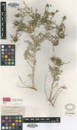 Anvillea radiata Coss. & Dur. [isolectotype]