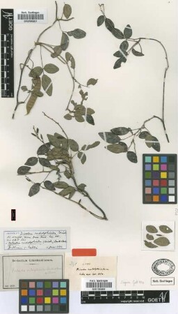 Dioclea rudolphioides Griseb. [isotype]