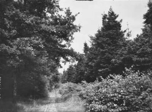 Weg durch den Mischwald in der Harth bei Zwenkau