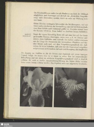 Bart der Iris-Blüte, Iris junica