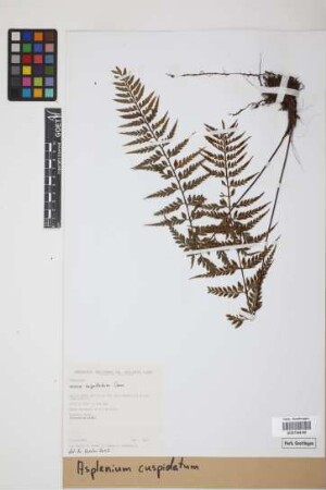 Asplenium cuspidatum Lam.