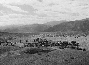 Kuhherde : Kuhherde im Hochland Eritreas
