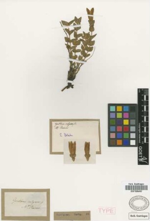 Gentiana calycosa Griseb. var. stricta Griseb.[type]
