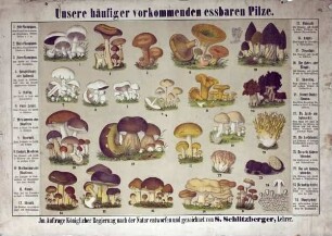Unsere häufiger vorkommenden essbaren Pilze