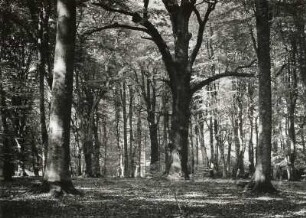 Landkreis Friesland. Neuenburger Urwald. Buchen-Eichen-Wald in Frühlingsbelaubung