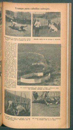 Trampa para caballos salvajes