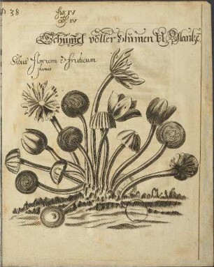 Illustration 18: fig: 14 obs: IV