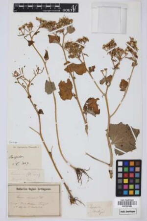 Cineraria spec.