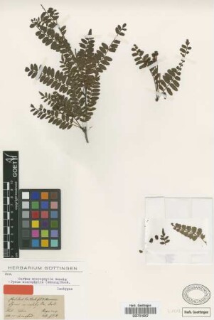 Pyrus microphylla (Wenz.) Hook.f. [isotype]