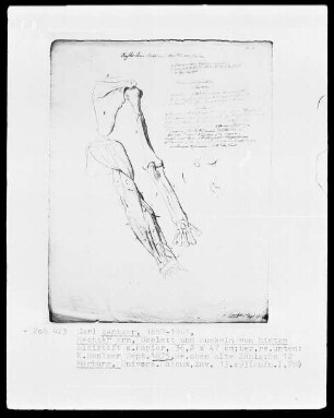 Anatomische Studien — Rechter Arm, Skelett und Muskeln von hinten, Folio 12
