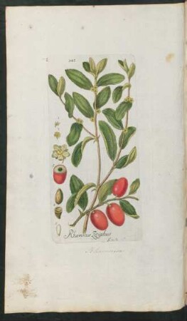 343. Rhamnus ziziphus