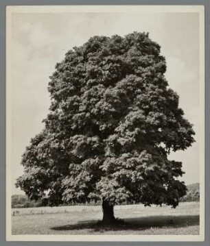 Ahornbaum in Dutchess County, New York