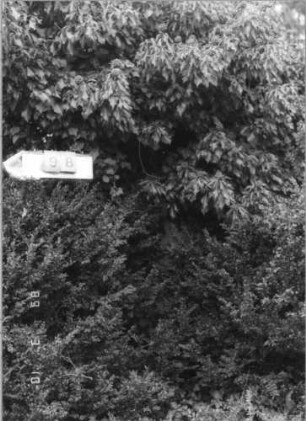 Grabstein 98 (Index: 100093861) Zustand: Stein komplett überwachsen Maße HxBxT: 230x124x24 cm: Grabstein 98