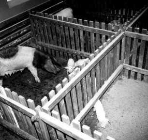 Buchten für Zuchtschweine