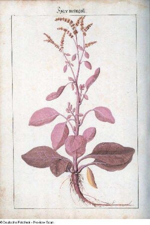 Roter mangolt, Seite 159