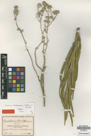 Senecio bachmannii Volkens & Muschl. [isotype]