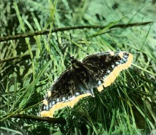 Insekten. Trauermantel (Nymphalis antiopa)