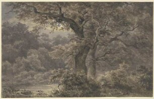 Eichen im Wald