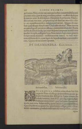 De salamandra. Cap. XXIX.