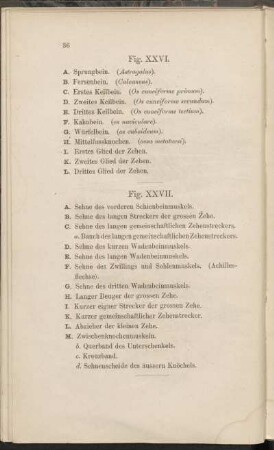 Fig. XXVI., Fig. XXVII.