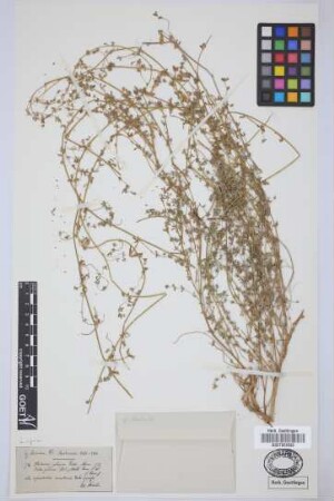 Pedrosia glauca Lowe