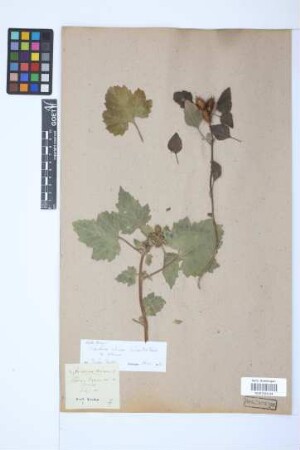 Xanthium strumarium L.