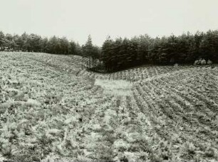 Oberlausitzer Heide. Trockener Gieser (Jesor) nordöstlich der Grube Saxonica in einem aufgeforsteten Kahlschlag. Bei Zeißholz (geschlossene Hohlform im Bereich gestauchter Braunkohlenflöze) Nr. 2