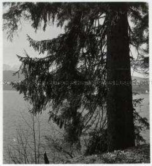Walchensee