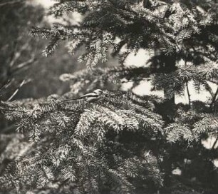 Schwanzmeise (Aegithalos caudatus) kommt mit Feder zum Nest