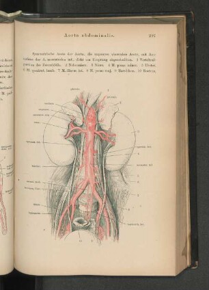 Aorta abdominalis.