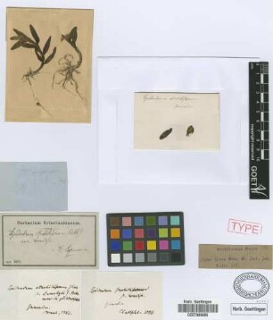 Epidendrum strobiliferum Rchb.f. var. swartzii Rchb.f. ex Griseb.