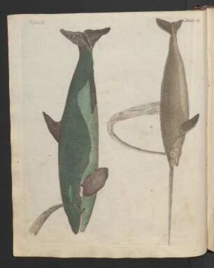 Walfisch-Arten.