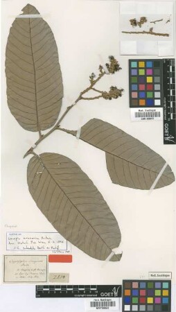 Couepia amazonica Fritsch [isotype]