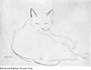 Katze liegend