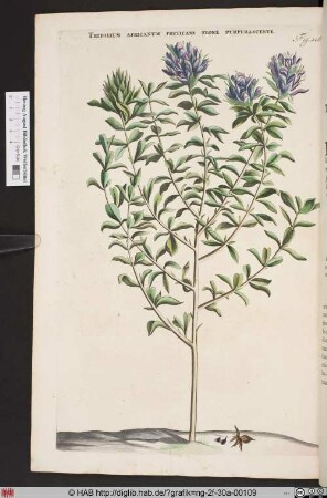 TRIFOLIUM AFRICANUM FRUTICANS FLORE PURPURASCENTE.