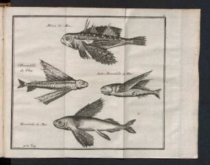 [Divers Poissons]