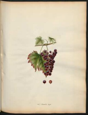 29. Le chasselas rouge