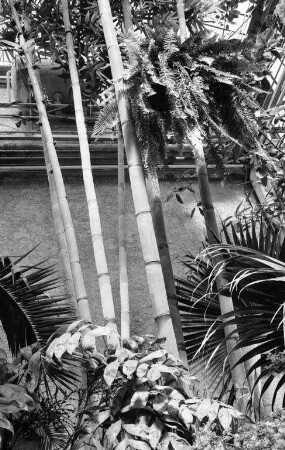 Bambusstauden im Gewächshaus des Botanischen Gartens.