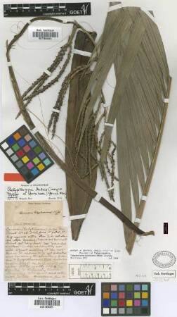 Geonoma dulcis C.Wright ex Griseb.