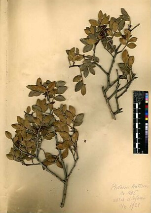 Anacardiaceae Pistacia lentiscus Linné, Carl von (1707 - 1778)