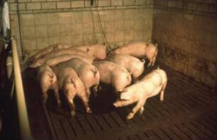 Fotografie: Stallsystem, Mastschwein, Vollspaltenboden