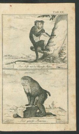 TAB. XX. Der Affe mit der Chineser Mütze. Der große Bavian