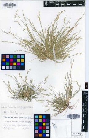 Eriochloa fatmensis (Hochst. & Steud.) Clayton