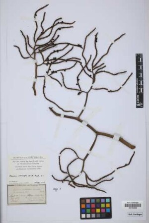 Geonoma multiflora Mart.