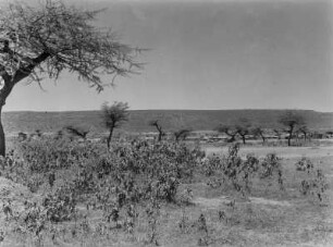 Savanne : Savannenvegetation im abessinischen Hochland