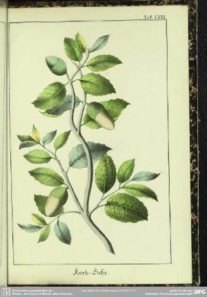 Kork-Eiche