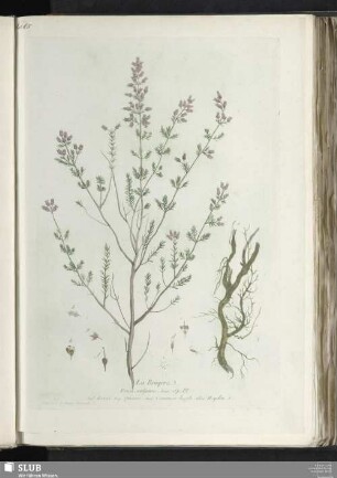La Bruyere