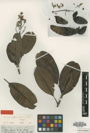 Erisma japura Spruce ex Warm. [isotype]