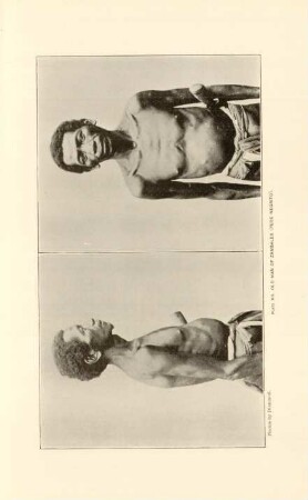 Plate XII. Old man of Zambales (Pure negrito)